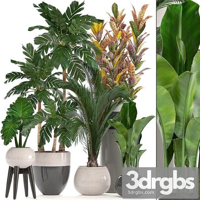 Collection of plants. hamedorea, banana, croton, alocasia, flowerpot, indoor plants, palm