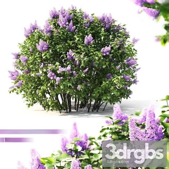 Lilac Flowering 2