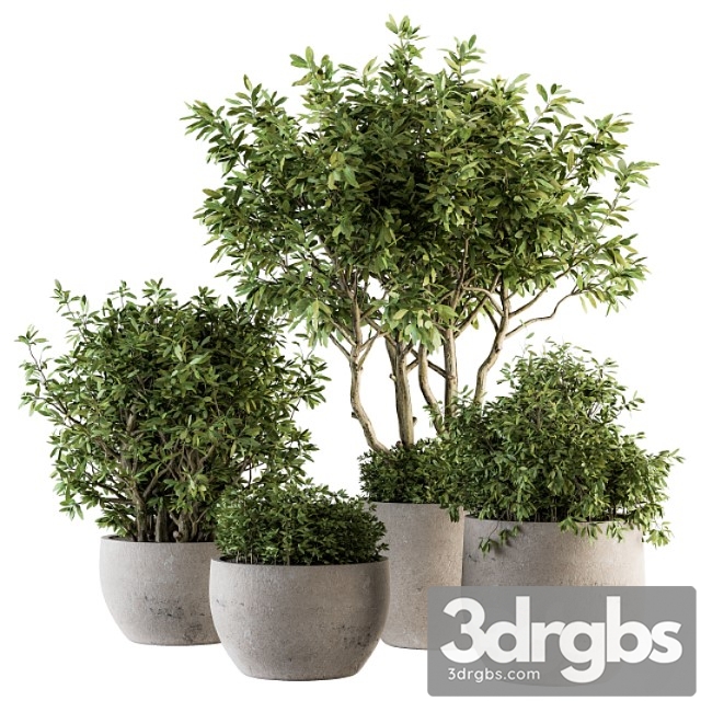 Outdoor plants tree in concrete pot - set 128