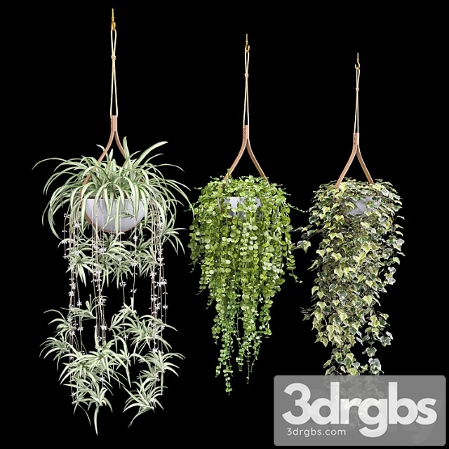 Plants in hanging flower pots (dyshidia, chlorophytum, heder)