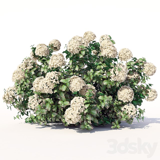 Hydrangea 5