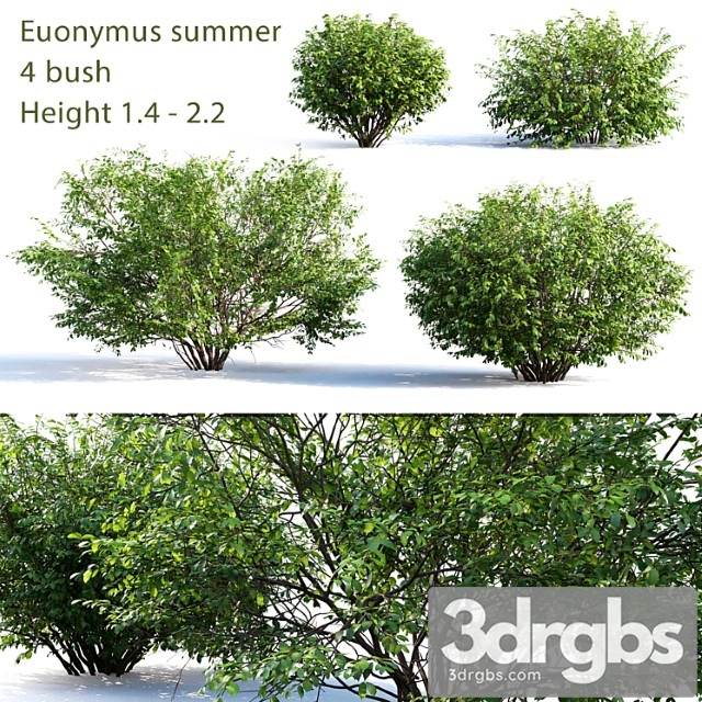 Euonymus 4 Summer