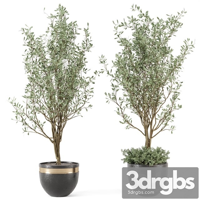 Outdoor bush and tree in rusty concrete pot - set 204