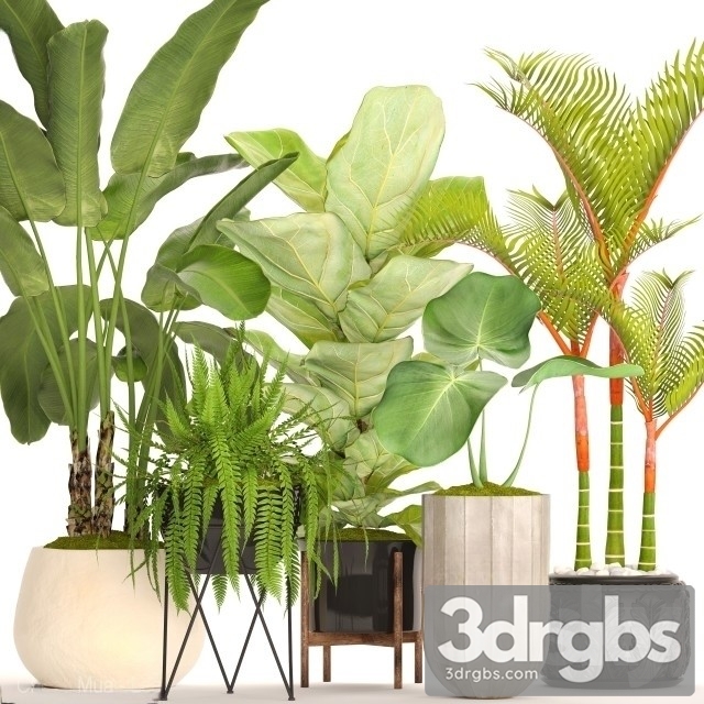 Tropical Plant Set 3