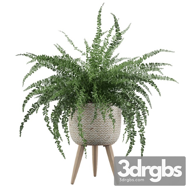Plants collection 007 - fern indoor 01