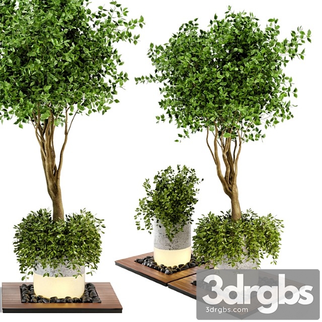 Outdoor plants bush & tree combination of wood & concrete pot - garden set 45