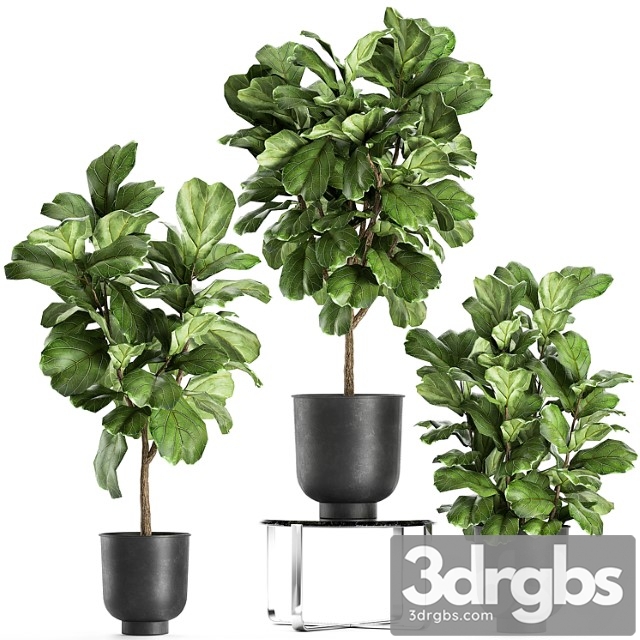 A collection of decorative small trees with large leaves in a black pot ficus lyrata. set 854.