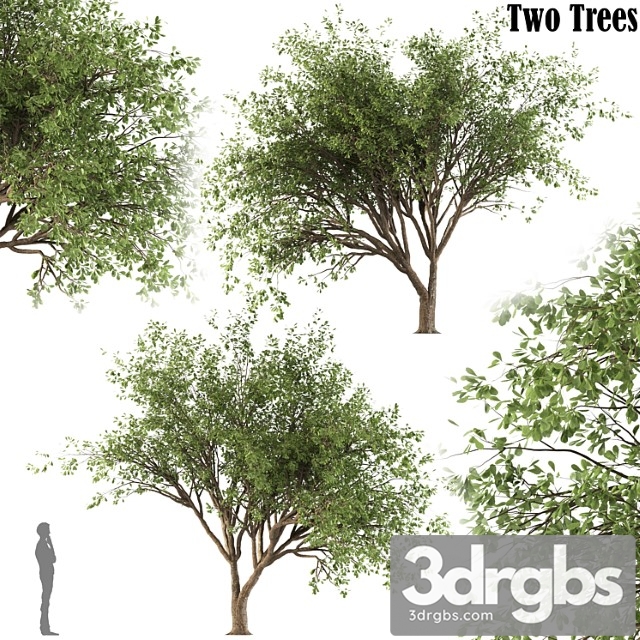 Chinese stewartia tree (two trees)