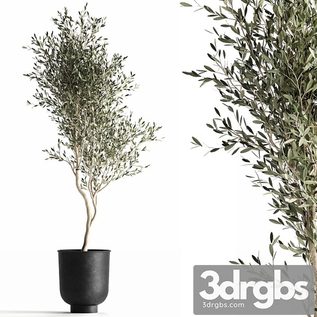 A small olive tree in a black metal pot and a flowerpot. 966.