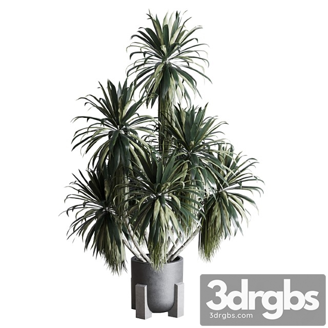 Palm plant in concrete dirt vase - indoor plant 275