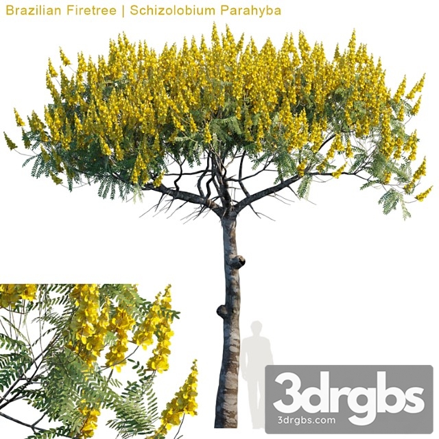 Brazilian Firetree Schizolobium Parahyba 2 1