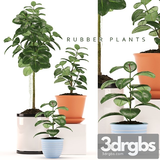 Rubber plants 47