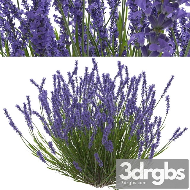 Lavender bush