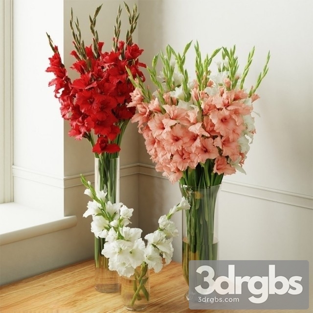 Gladiolus Bouquet 2