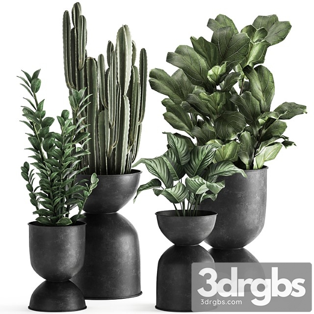 A collection of small exotic flowers in black metal pots zamiokulkas, cactus, ficus. set 887.