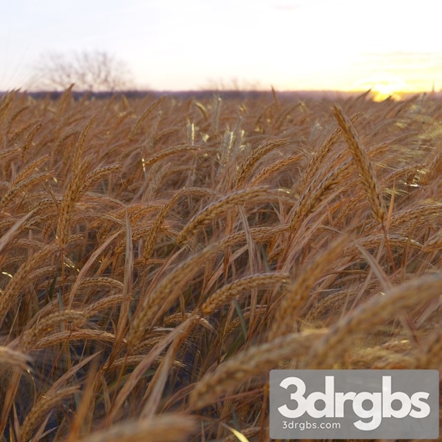 Wheat Plant