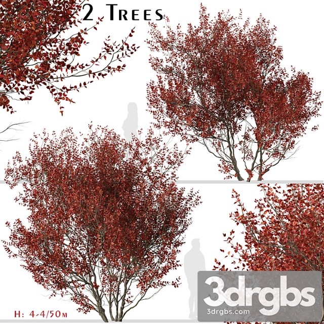 Set of cotinus grace trees (smoke tree) (2 trees)