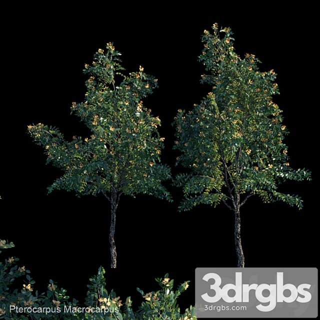 Pterocarpus macrocarpus 1