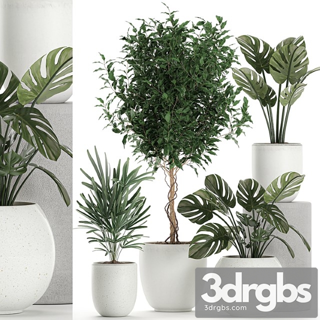 Collection of small plants in white pots with monstera flower, rapeseed, benjamin ficus tree. set 670.