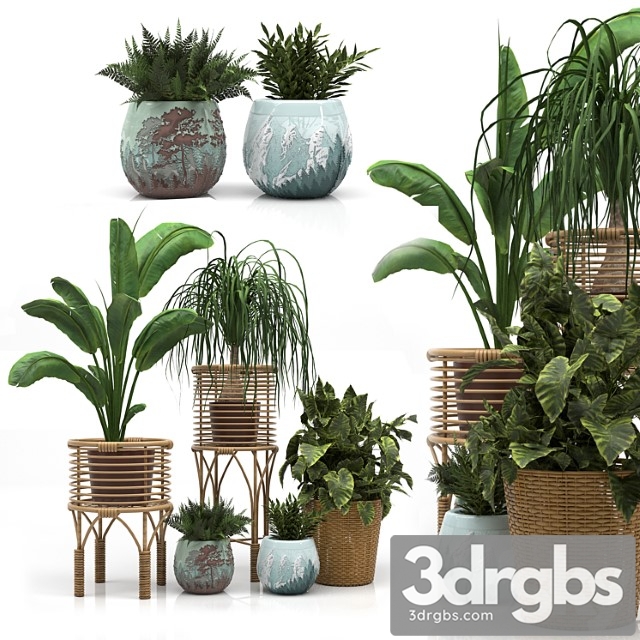 Indoor plants set a