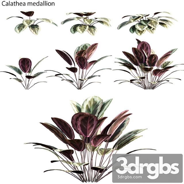 Calathea medallion 01