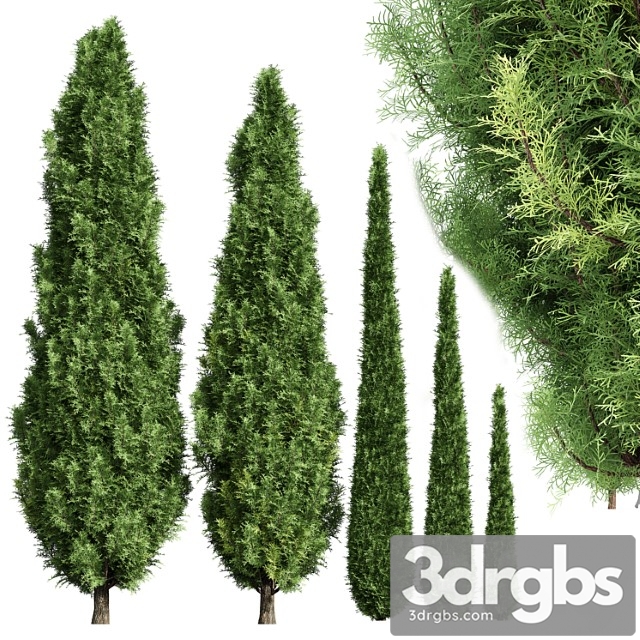 Cypress-5 trees