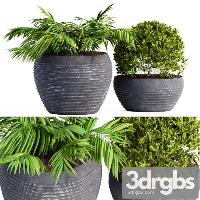 Outdoor Plants Black Pot