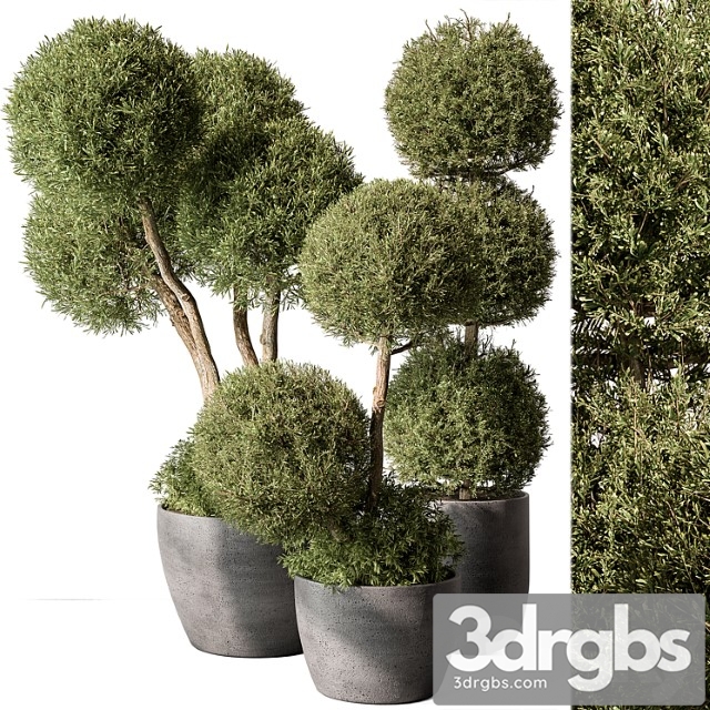 Outdoor Plant Set 414 Topiary Ball Plant in Pot