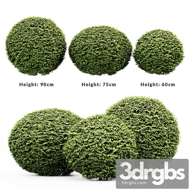 3 dwarf yaupon holly - spherical plant