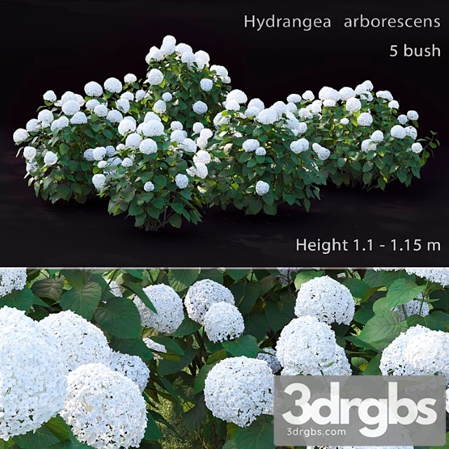 Hydrangea arborescens