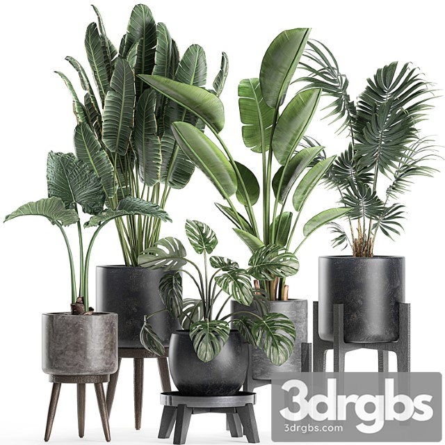 Collection of small beautiful plants in black pots on legs with banana palm, strelitzia, monstera. set 659.