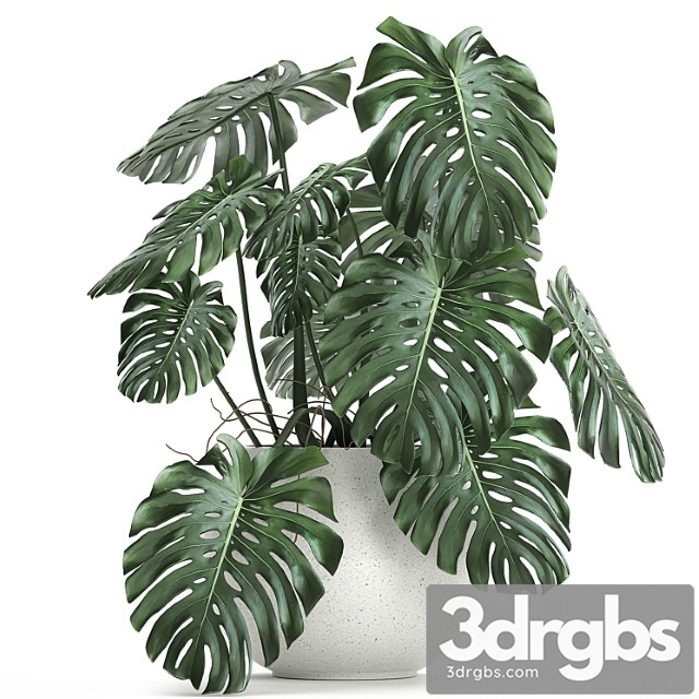 A beautiful little exotic flower in a white round pot with a monstera bush. set 661.