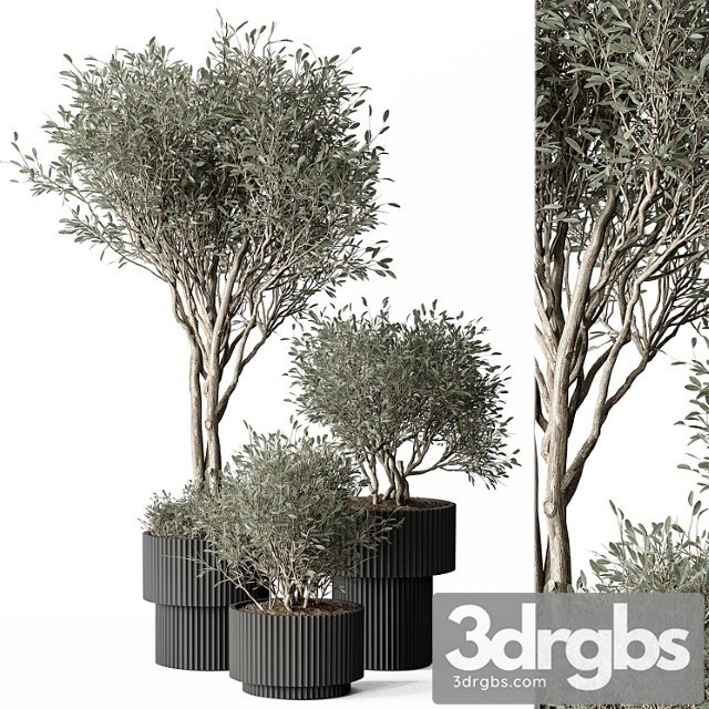 Indoor plant set 387- tree and plant set in pot
