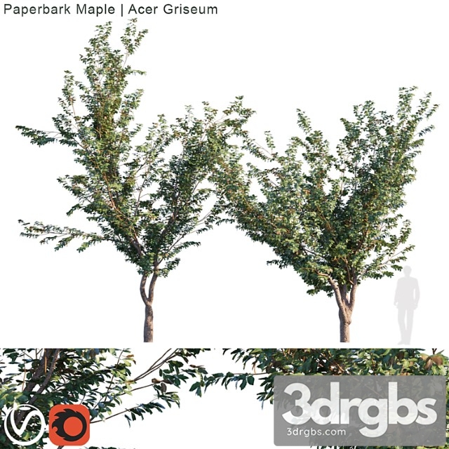 Paperbark Maple Acer Griseum