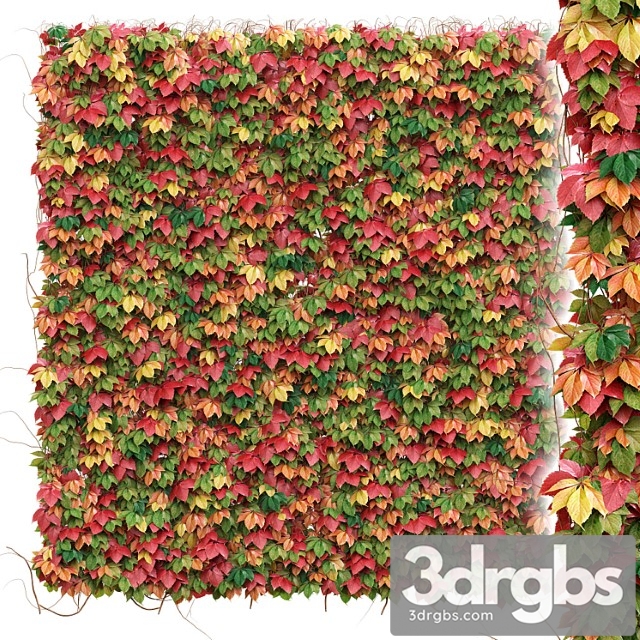 Decorative wall of autumn leaves of grapes