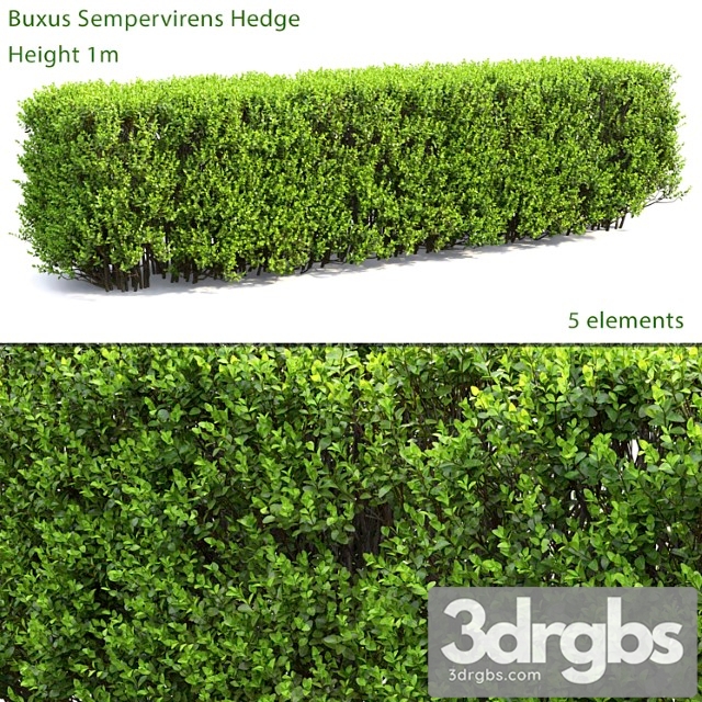 Buxus_2_2