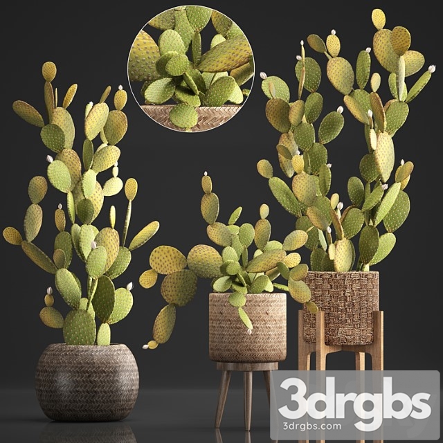 Plant collection 375. cactus set. cacti, basket, rattan, prickly pear, indoor cactus, prickly pear, eco style, design, natural materials