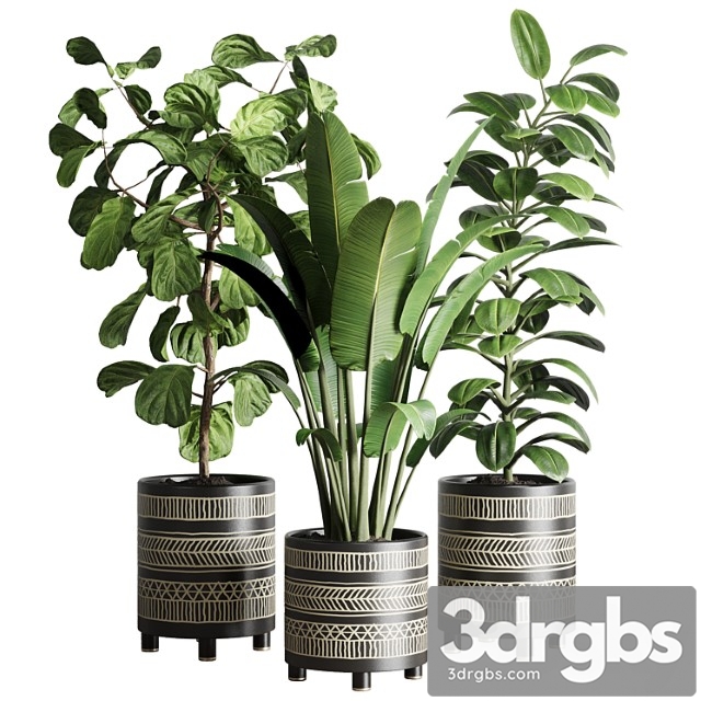 Collection indoor plant 119 plant ravenala ficus rubbery ficus lyrata