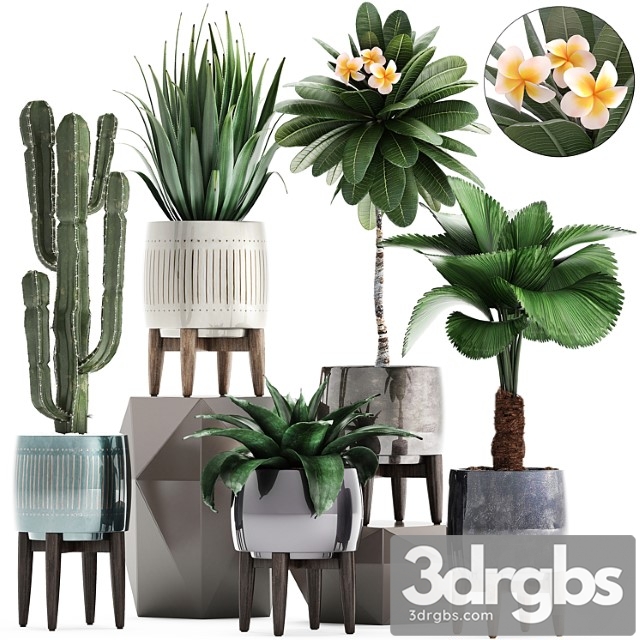 Plant collection 292. cactus, likuala, plumeria, agave, houseplants, luxury pot, flowerpot, exotic, stylish