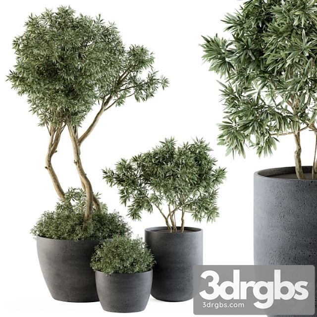 Outdoor Plants Tree in Pot Set 90