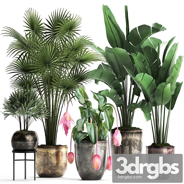 Plant collection 373. exotic plants, fan palm, banana, rapis, strelitzia, bush, luxury pot, flowerpot, decor, raphis palm