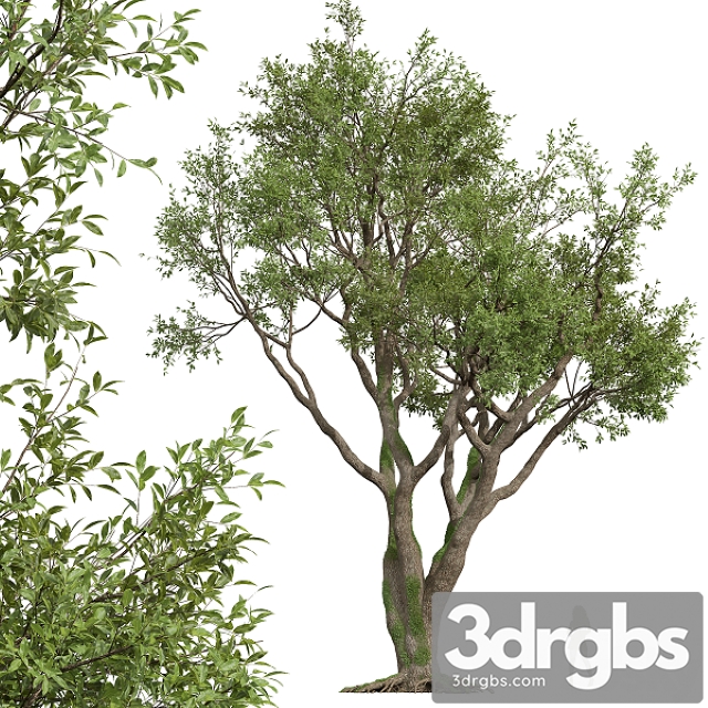 New Plant High Detail Angel Oak Live Tree