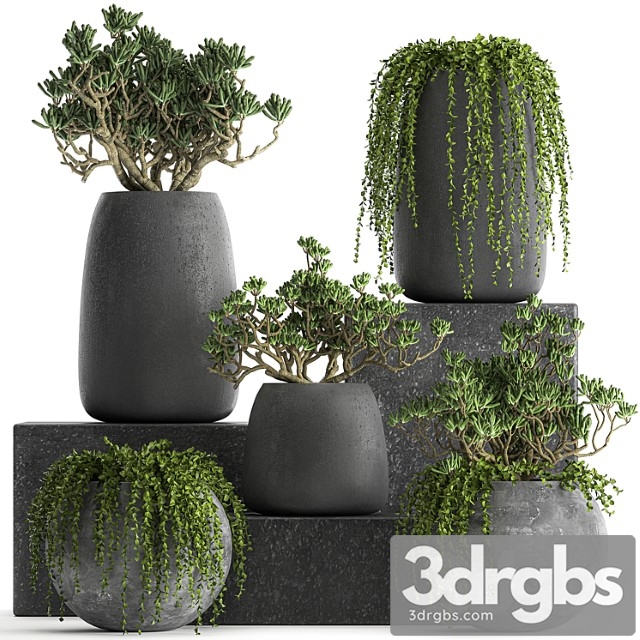 Collection of Small Exotic Hanging Plants Succulents In Black Pots With Crassula Crassula Set 817