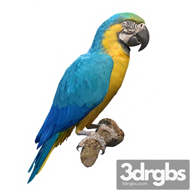 Blue and yellow macaw