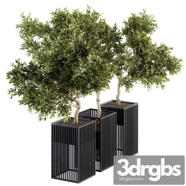 Outdoor plants tree in metal pot - set 134