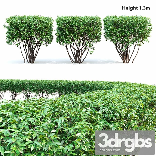 Birucina (ligustrum) hedge №2