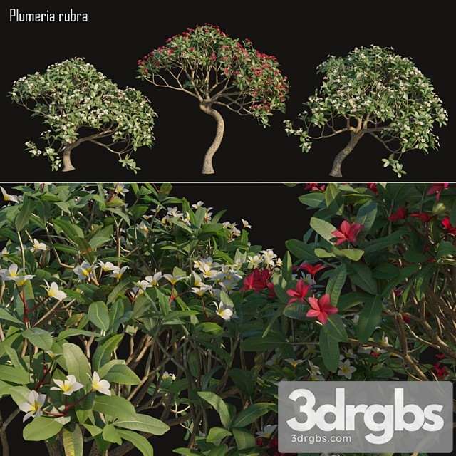 Plumeria rubra -frangipani tree-02