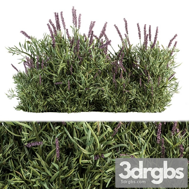 Lavender bush - bush set20