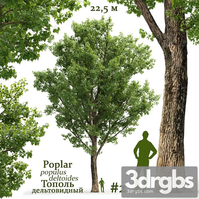 populus deltoides 