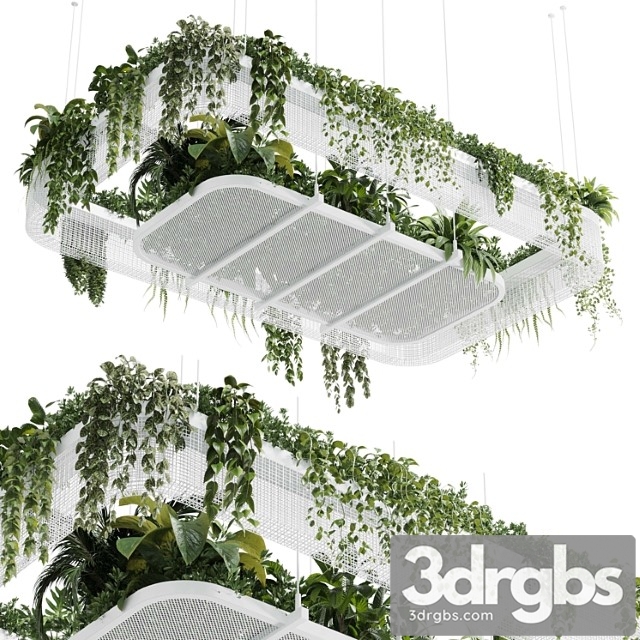 Hanging Plants Indoor Plant 323 Corona 2